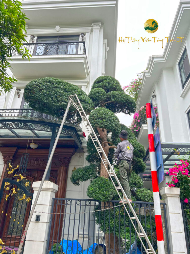 Cách cắt tỉa tùng la hán đúng kỹ thuật
