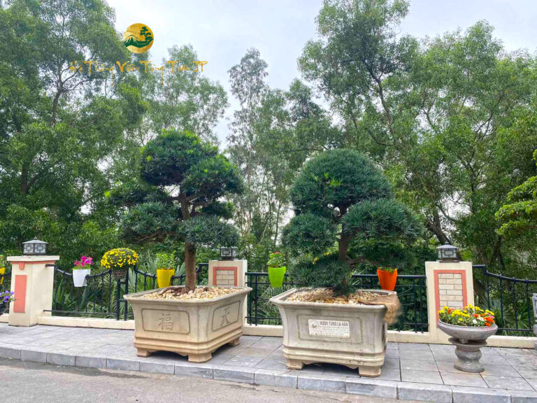 Xu hướng chơi cây cảnh Nhật Bản – Có nên mua tùng la hán?