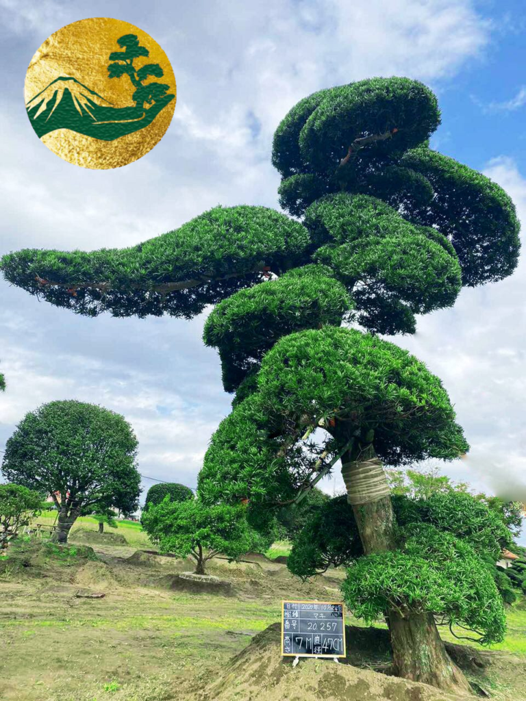 Những yếu tố ảnh hưởng làm chậm sự phát triển của tùng la hán