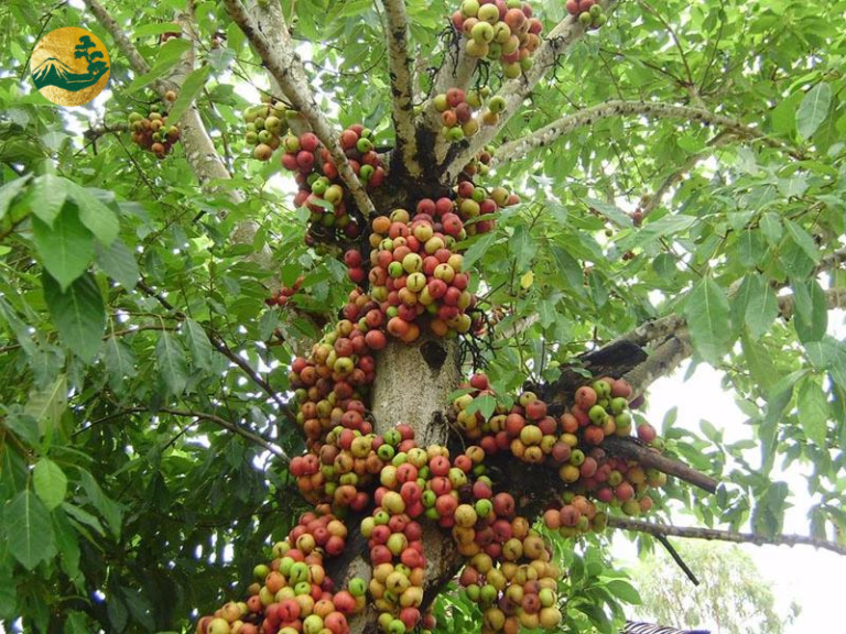 Ý nghĩa bộ cây cảnh tam đa: Sung, Lộc Vừng, Vạn Tuế