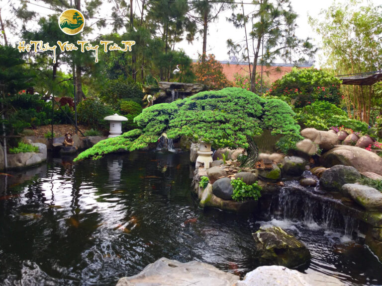 Ý nghĩa phong thủy của cây thông đen Nhật Bản
