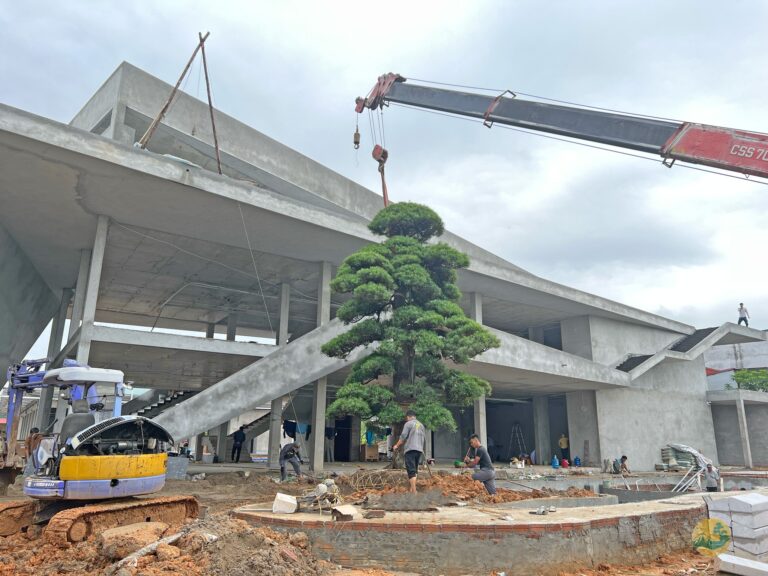 Toàn JP – Hướng dẫn chọn cây tùng la hán đẹp