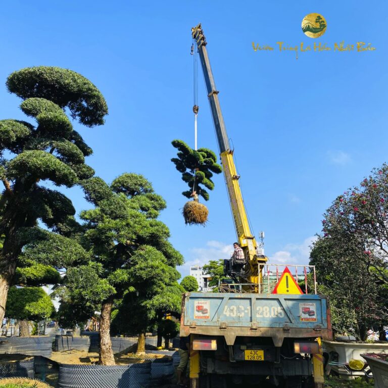 Các câu hỏi thường gặp về kỹ thuật chăm sóc cây tùng la hán