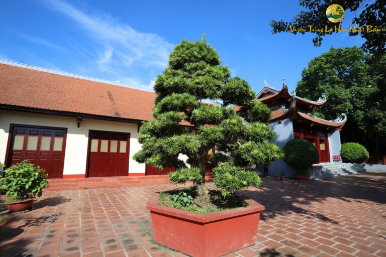Cây tùng la hán đẹp – Lựa chọn tốt nhất cho quà tặng
