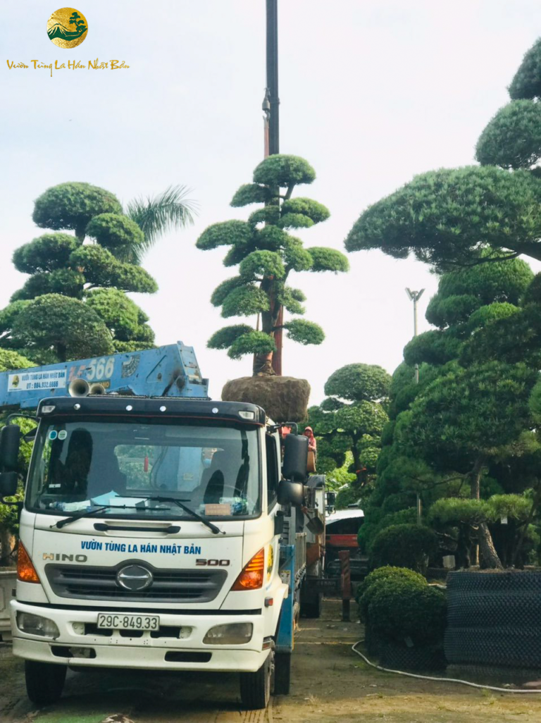 Mua bán cây tùng la hán giá tốt – Nhập khẩu trực tiếp Nhật Bản