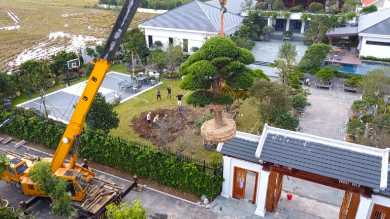Loại cây cảnh chiêu tài hút lộc nên trồng trong sân vườn biệt thự