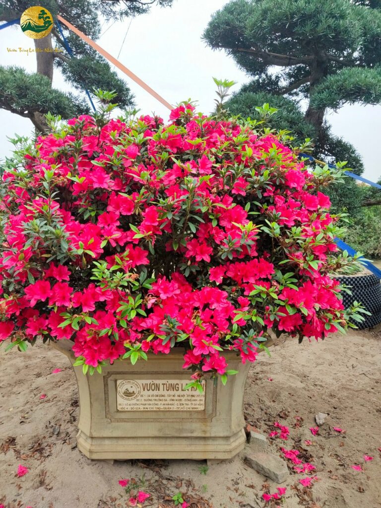 Ý nghĩa của cây hoa đỗ quyên – Biểu tượng may mắn và sức sống