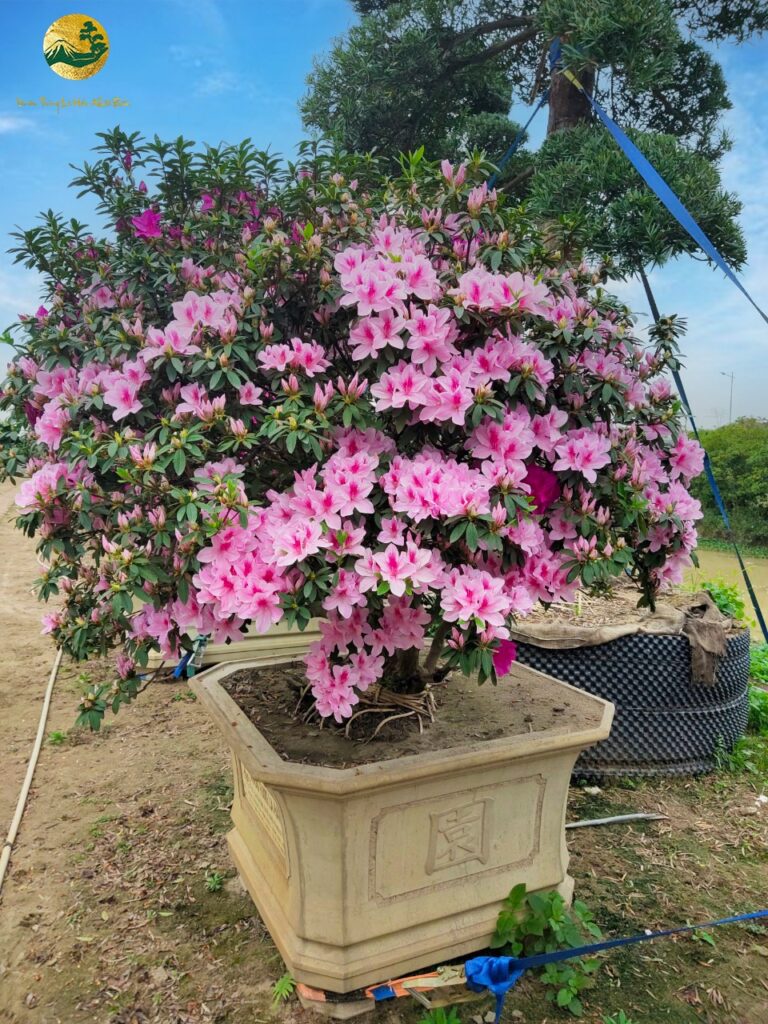 Bệnh thường gặp ở hoa đỗ quyên – Nguyên nhân và cách chữa
