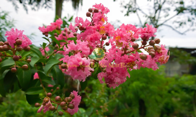 Khám phá cây hoa tường vi