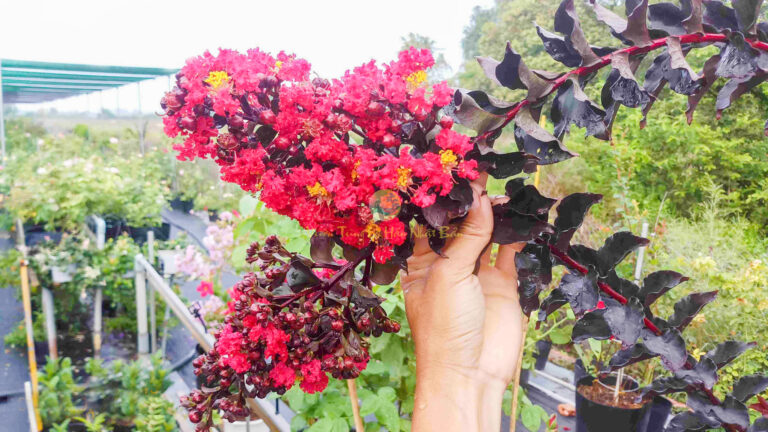 Tường vi ra hoa mùa nào? Đặc điểm sống và cách chăm sóc