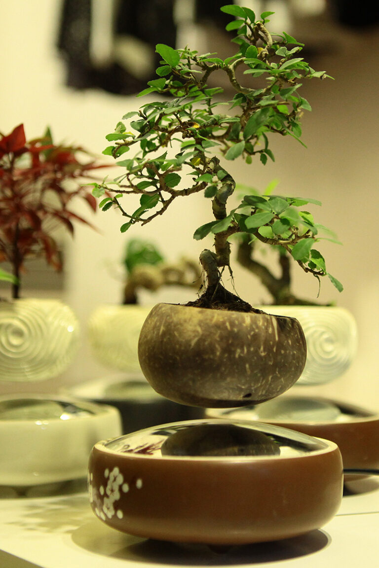 Cây bonsai – Nghệ thuật tạo hình cây cảnh đẹp trong nhà