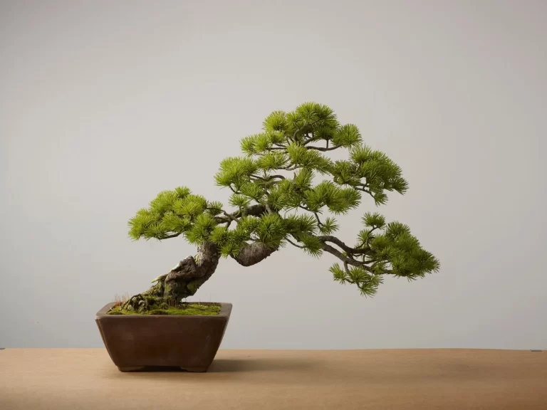 Bonsai – Nguồn gốc, Ý nghĩa, Các dáng cơ bản