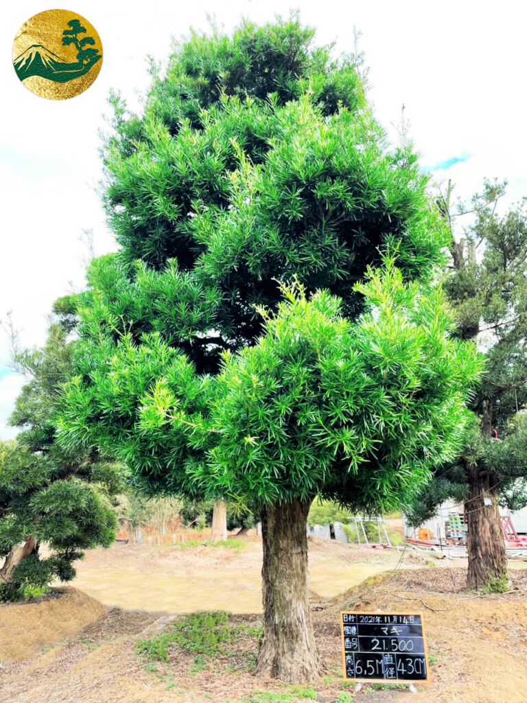 Đặc điểm cây tùng xổng – Những đặc tính độc đáo
