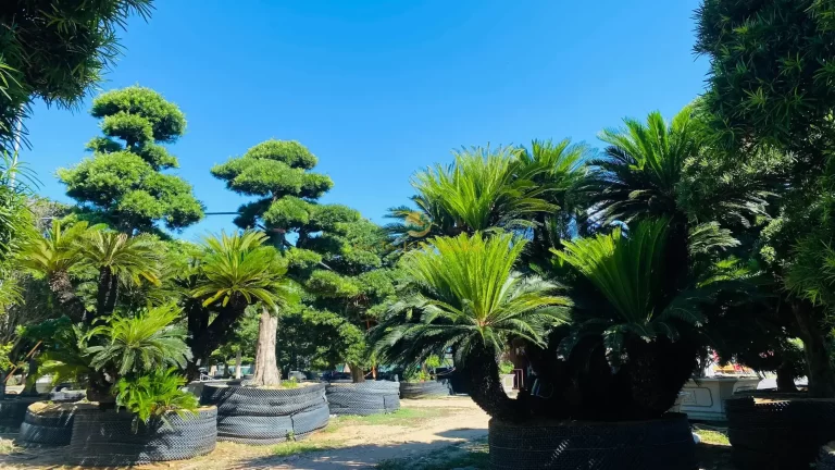 Phân biệt cây THIÊN TUẾ và VẠN TUẾ – Những điểm khác biệt
