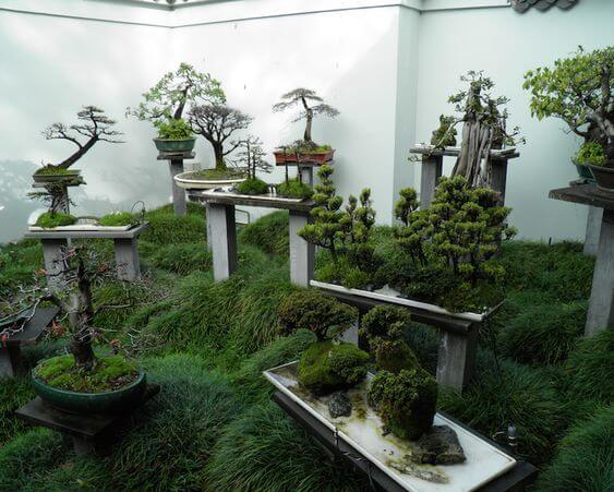 Thú chơi sinh vật cảnh giúp giải tỏa căng thẳng