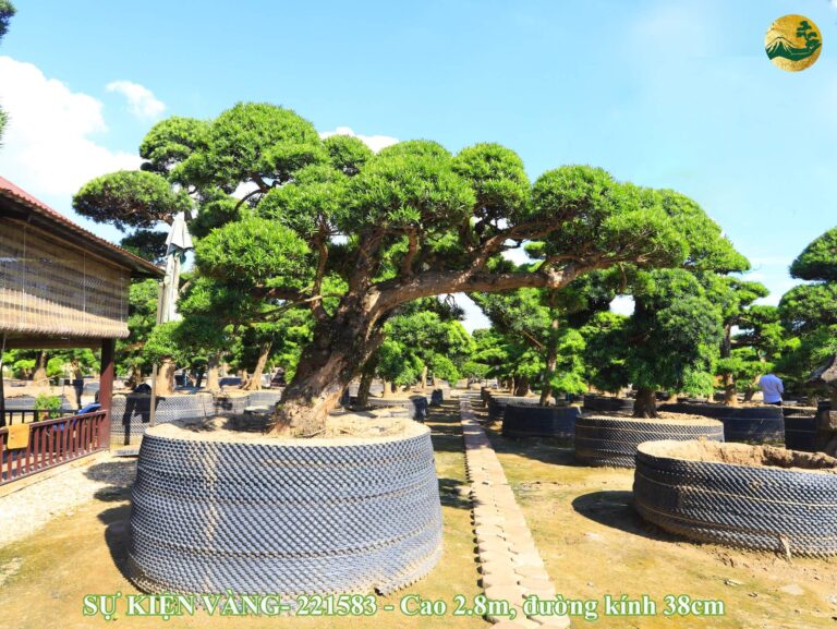 Siêu phẩm tùng la hán dáng thế đẹp cho Hồ Koi, Cổng Chào