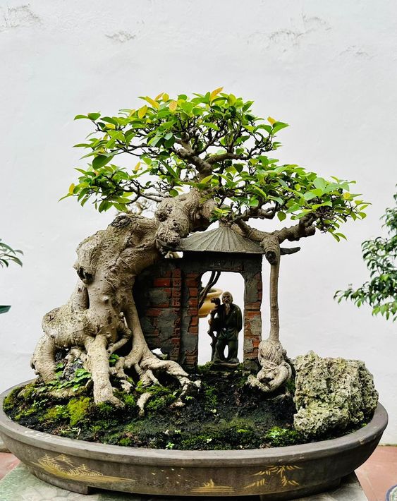 Ý nghĩa bộ cây cảnh tứ linh: Sanh, Si, Đa, Đề