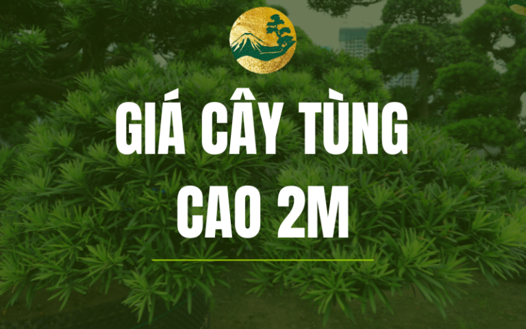 Giá cây tùng la hán cao 2m – Địa chỉ mua cây đẹp, giá tốt