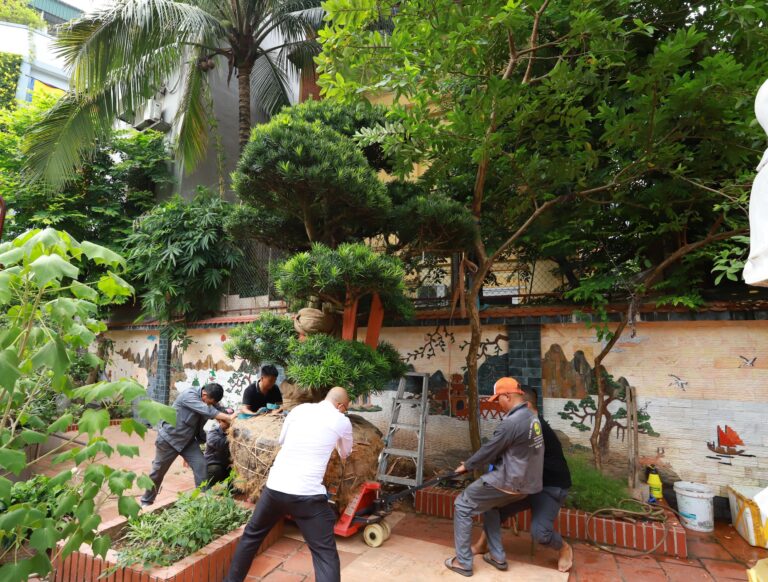 Dự án trồng Tùng La Hán tại Siêu Biệt Thự ẩn sau con ngõ nhỏ