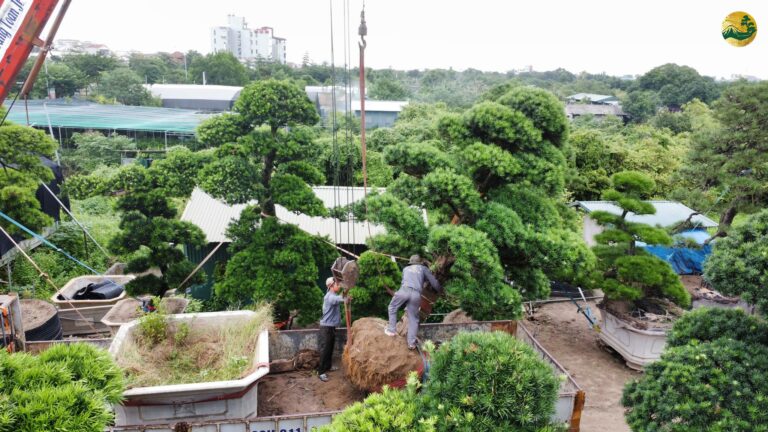 Tùng la hán lá dài – Đặc điểm, ý nghĩa, cách chăm sóc