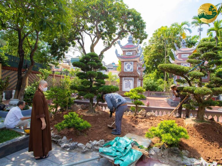 Hoàn thành trồng 03 cây Tùng La Hán Nhật Bản tại Chùa Ái Mộ