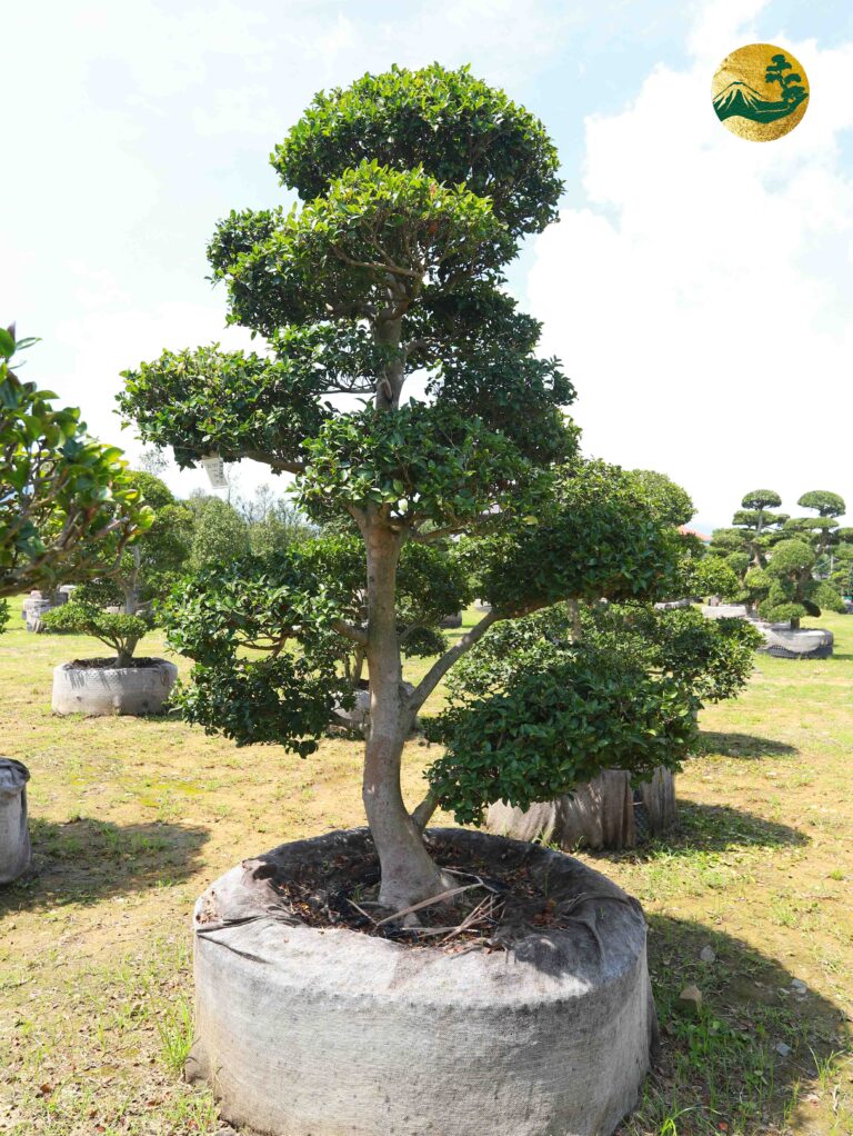 Trà Trắng 23187
