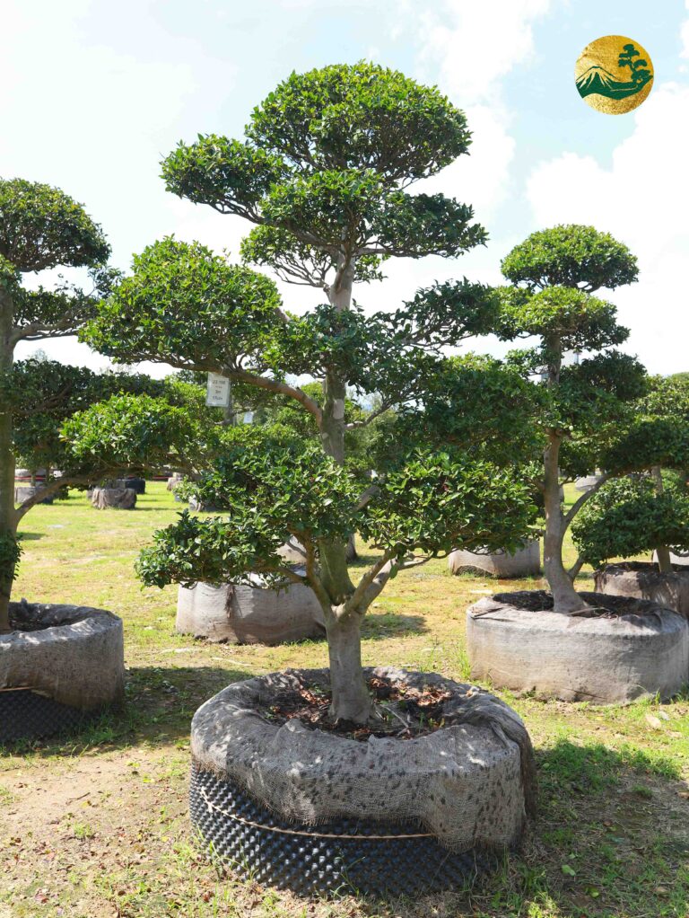 Trà Trắng 23188