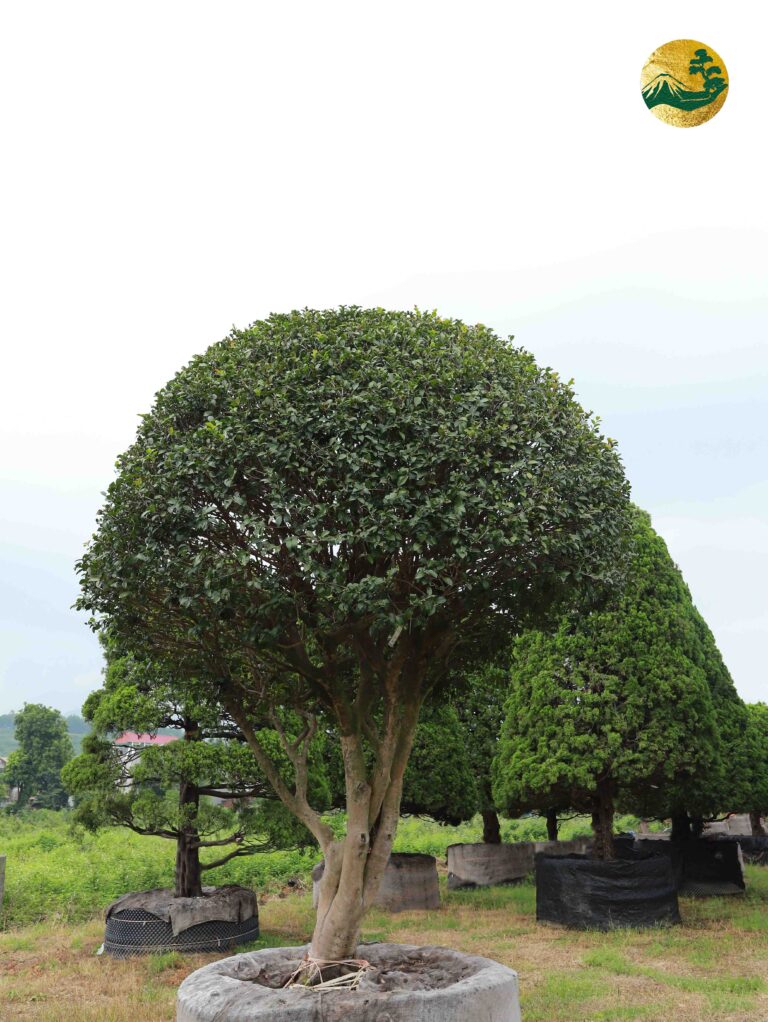 Hoa Trà Đỏ 23255
