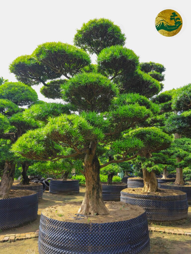 Khám phá Sự Uy Nghi và Đẳng Cấp cùng Tùng La Hán tại Toàn JP