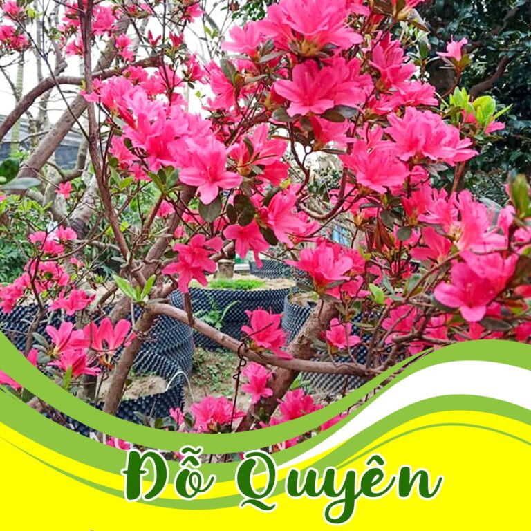 Một số hình ảnh hoa đỗ quyên tại Hệ thống vườn tùng Toàn JP