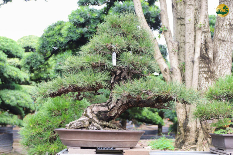 Hướng dẫn tạo dáng cơ bản cho cây bonsai