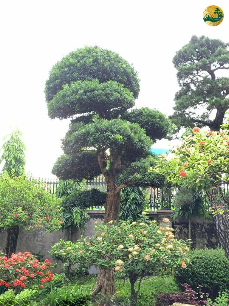 Tân trang cuối năm – Toàn JP chăm sóc, cắt tỉa cây cảnh đẳng cấp