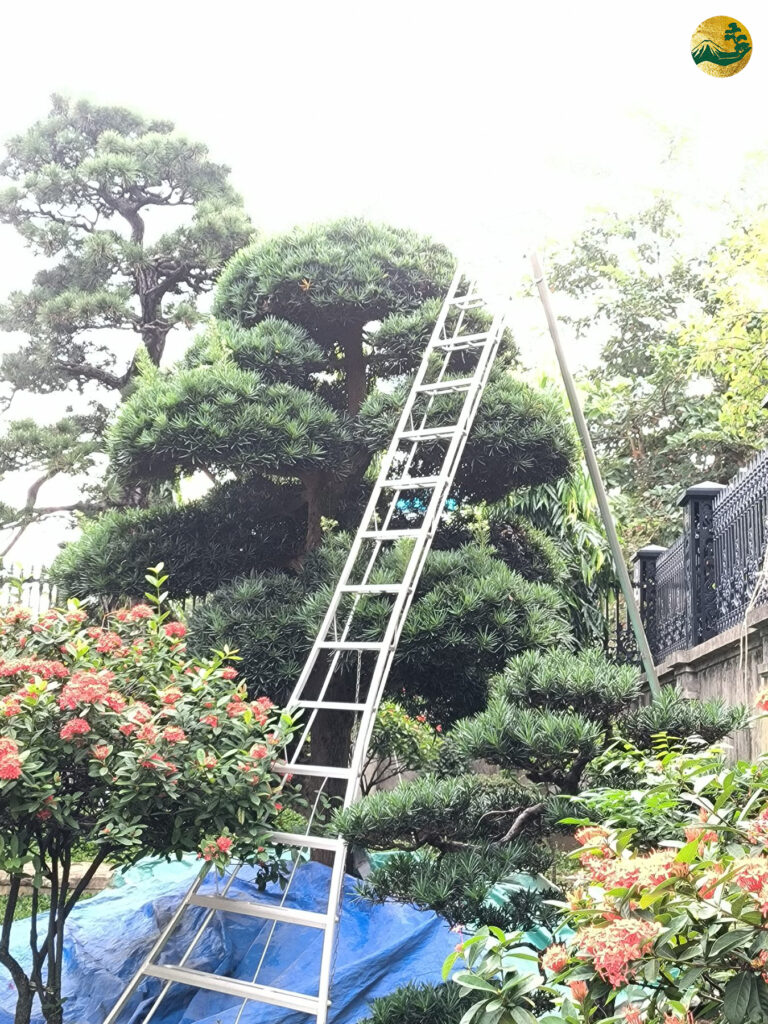 Cắt tỉa tùng la hán vào tháng mấy để cây luôn xanh tươi