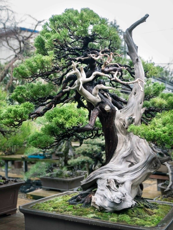Định nghĩa và phân loại cây cảnh nghệ thuật, cây cảnh bonsai