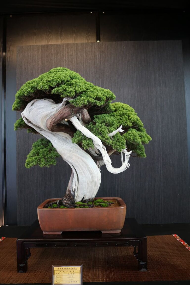 Nghệ thuật cây cảnh Bonsai Nhật Bản – Tuyệt tác không gian sống