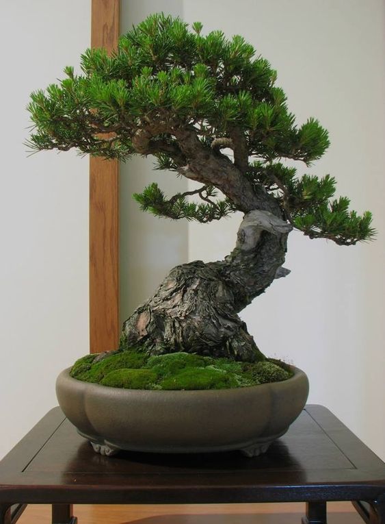 Tìm hiểu về cây tùng la hán Nhật Bản mini và cách chăm sóc