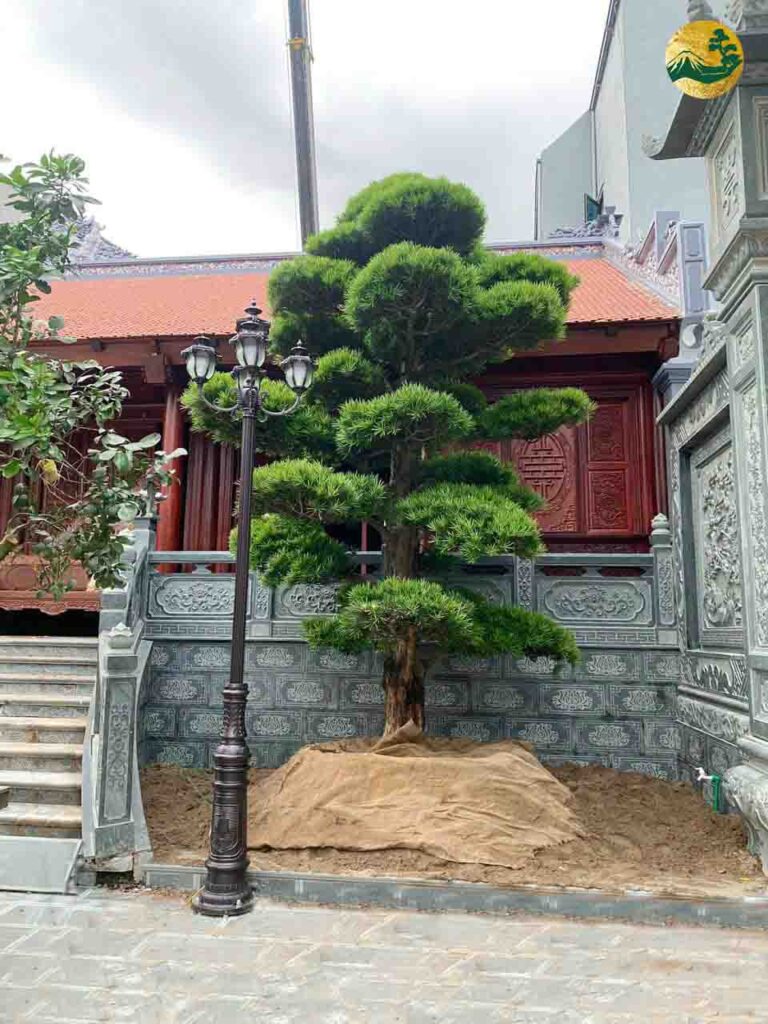 Tết Rồng Vàng – Rinh Cây Quý