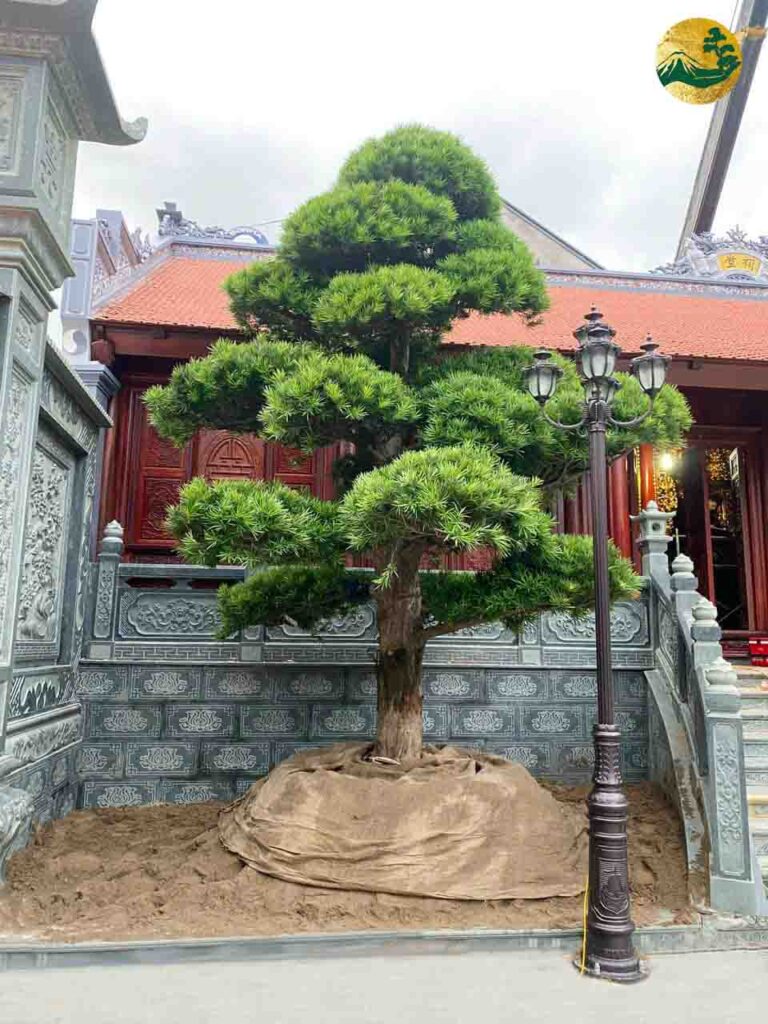 Trồng 02 cây Tùng La Hán ở nhà thờ họ