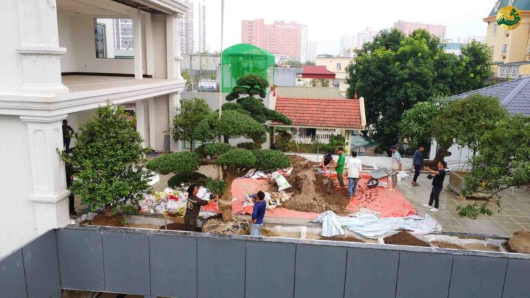 Dự án trồng Tùng La Hán trên tầng 4 tại Căn Biệt Thự ở Trần Cung