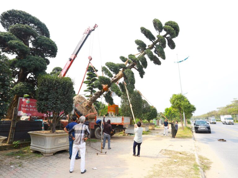 Xuất 02 cây tùng la hán cao nhất Việt Nam cho gia chủ mới