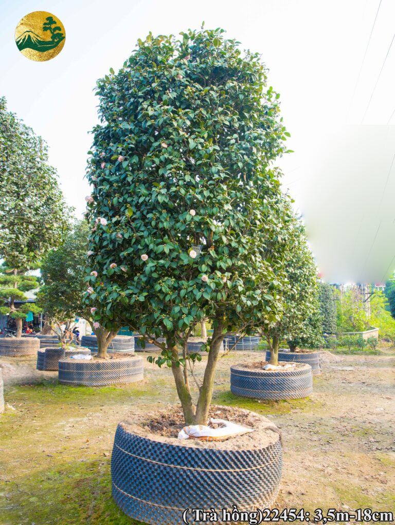 Một số mã hoa trà Nhật Bản đẹp tại Hệ thống vườn tùng Toàn JP