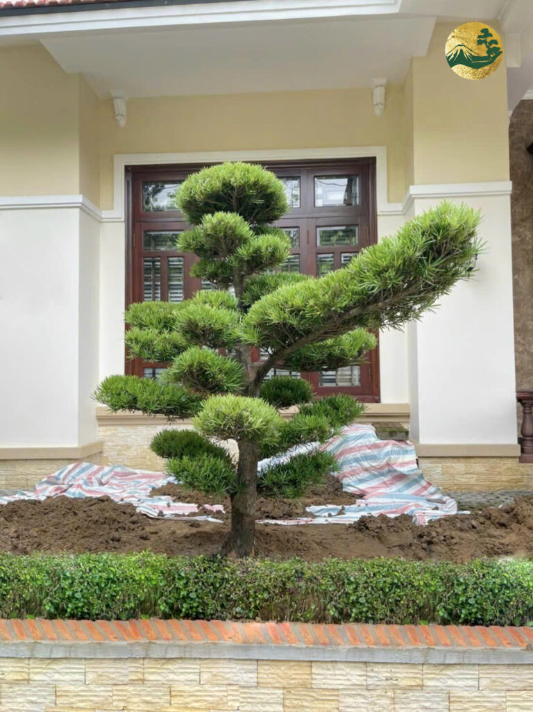 Cây trồng trước nhà – Nên trồng loại cây gì hợp phong thủy