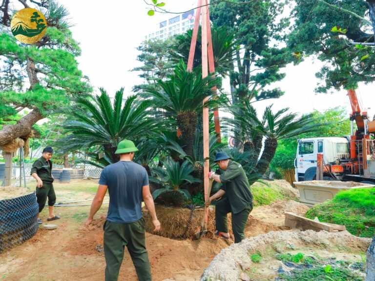 Cây vạn tuế – Biểu tượng của sự bền vững và phát triển