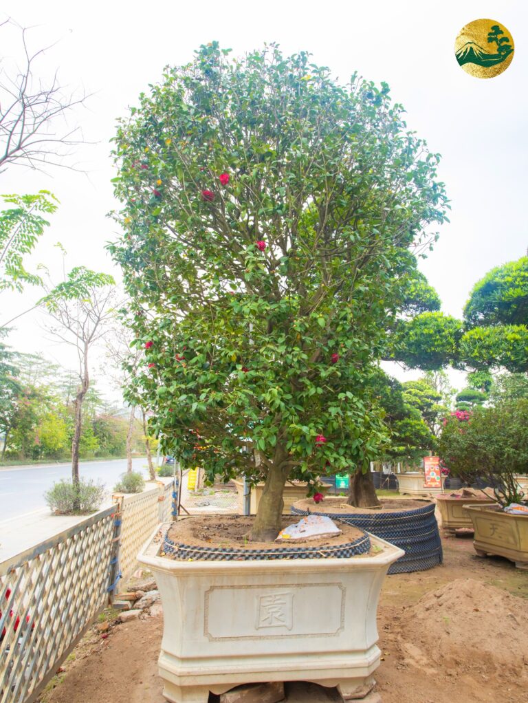Hoa Trà Nhật Bản Đỏ – Bí Mật Đem Lại Sự May Mắn Cho Gia Chủ