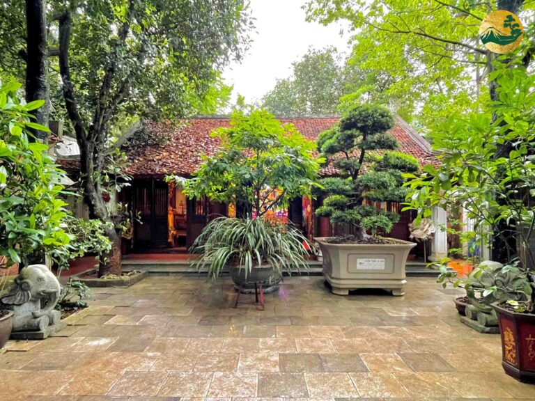 Ý nghĩa tâm linh của Tùng La Hán trong văn hóa Việt Nam
