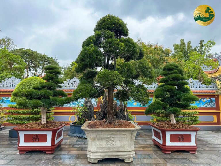 Serie những công trình ý nghĩa – Trồng tùng la hán ở Chùa Ái Mộ