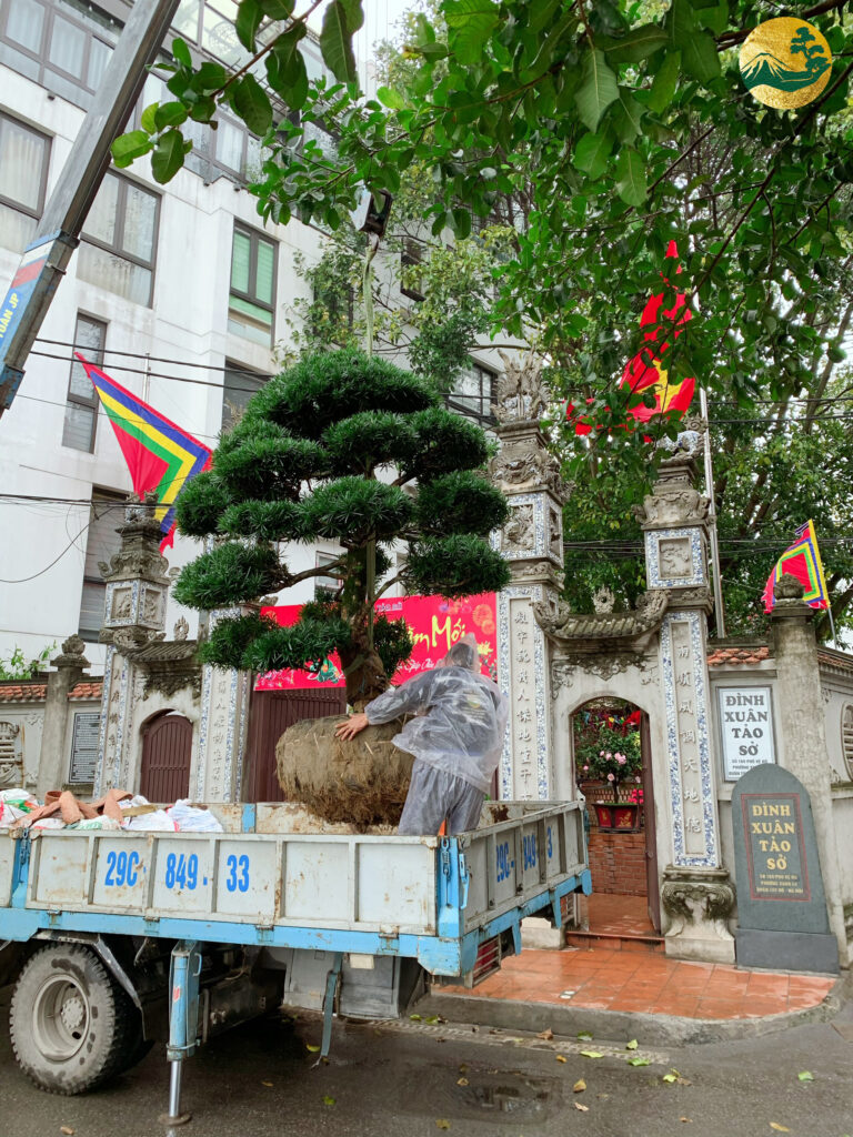 Cung tiến tùng la hán Nhật Bản tại Đình Xuân Tào Sở, Hà Nội