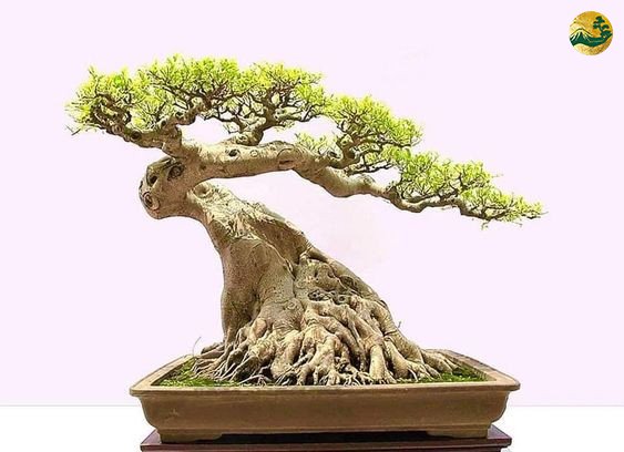 Nghệ thuật cây cảnh Nhật Bản