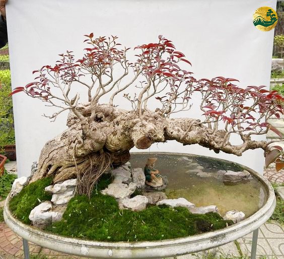 Bonsai dáng hoành – Nghệ thuật tạo hình cây cảnh bonsai