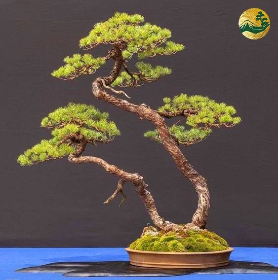 Kỹ thuật uốn cây cảnh cơ bản và lưu ý cho người mới